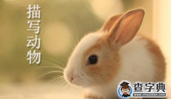 动物卫生监督所上半年工作总结1